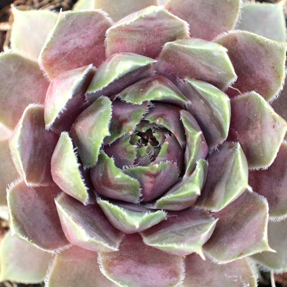 Sempervivum 'Lavender and Old Lace'