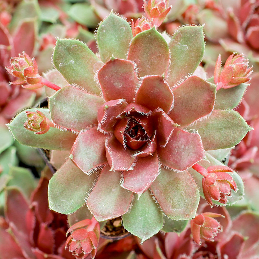 Sempervivum 'Lavender and Old Lace'