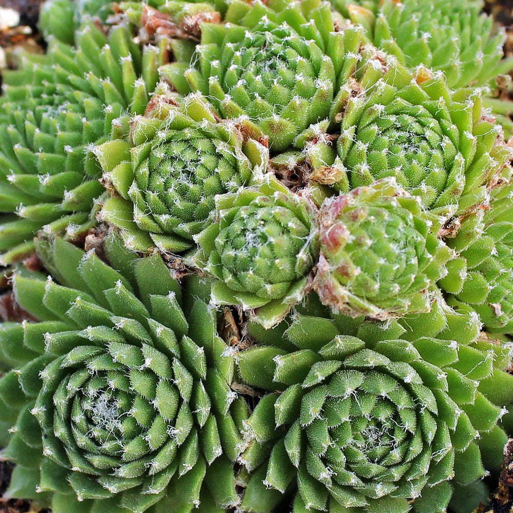 Sempervivum 'Little Bobo' [exclusive]
