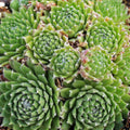 Sempervivum 'Little Bobo' [exclusive]