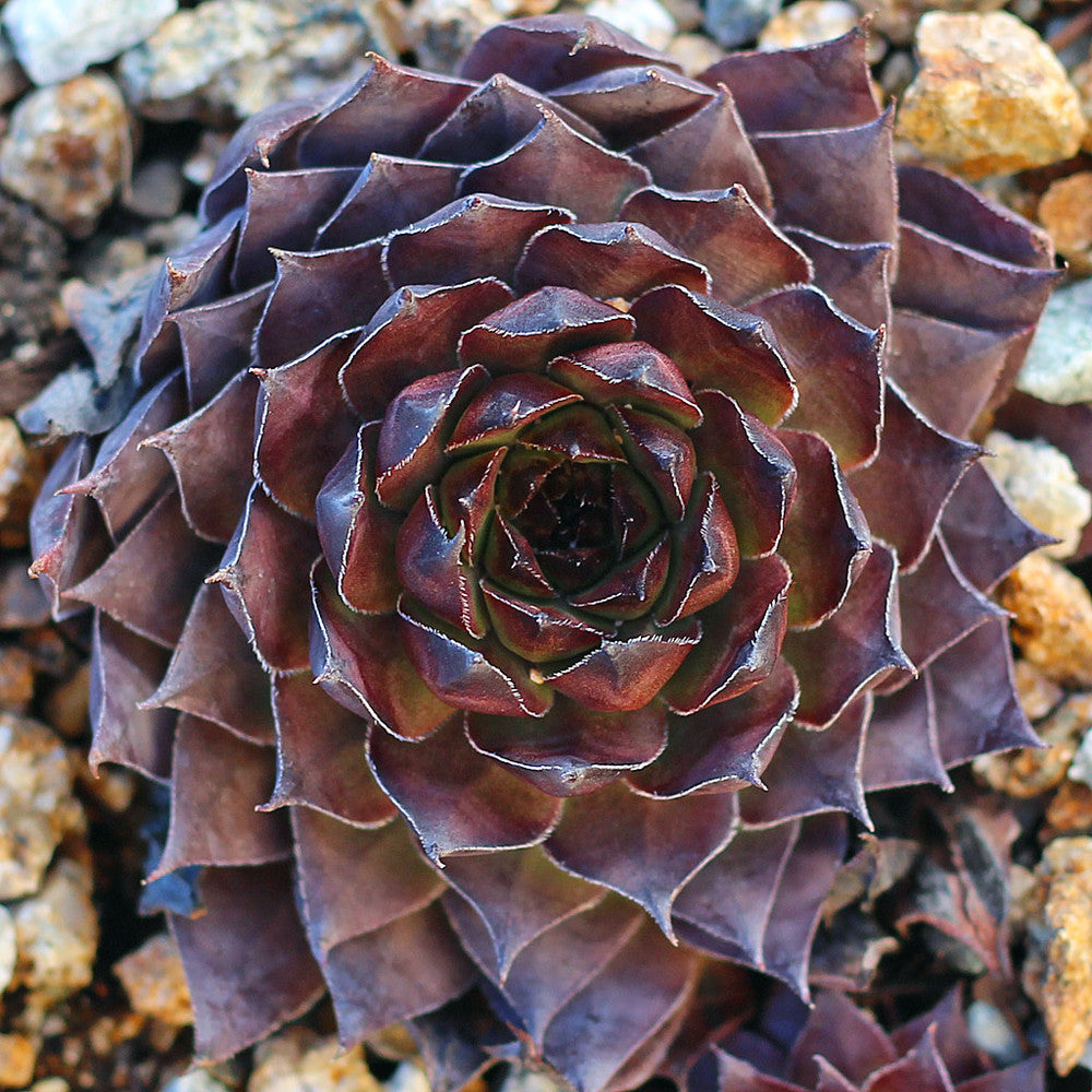 Sempervivum 'Maria Laach'
