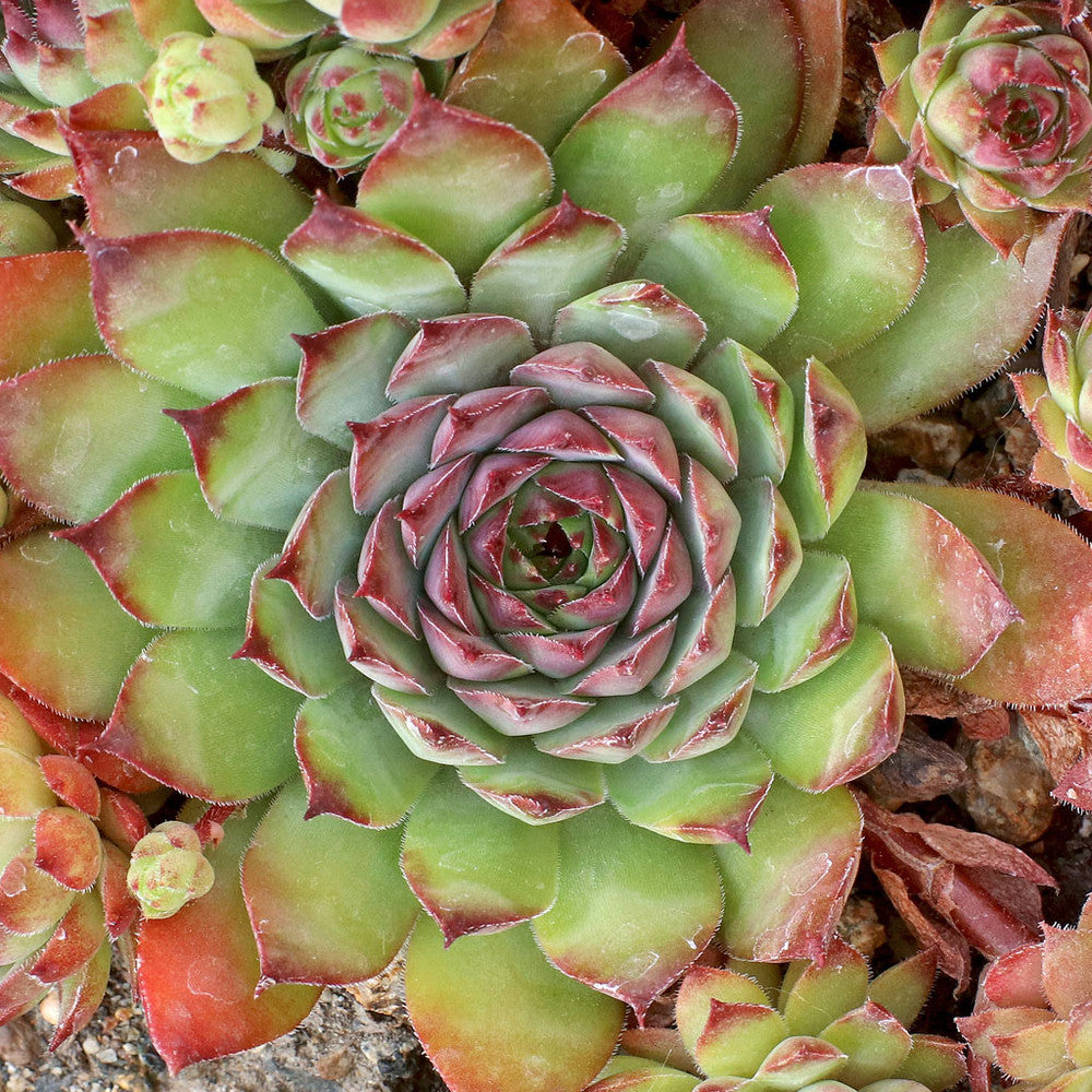 Sempervivum 'Maria Laach'