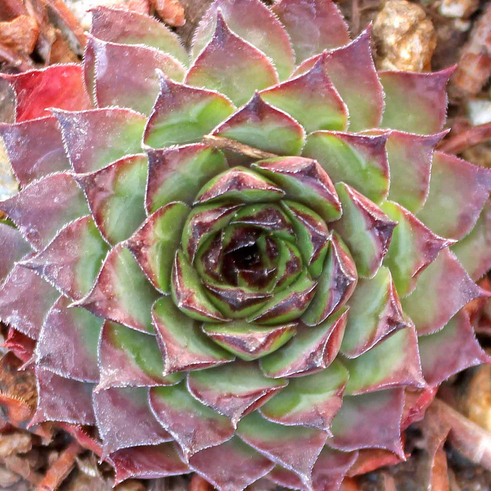 Sempervivum 'Maria Laach'