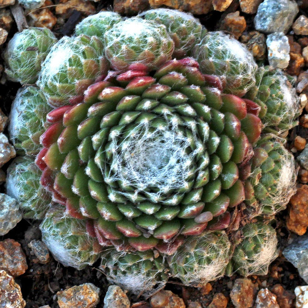 Sempervivum 'Mona Lisa'