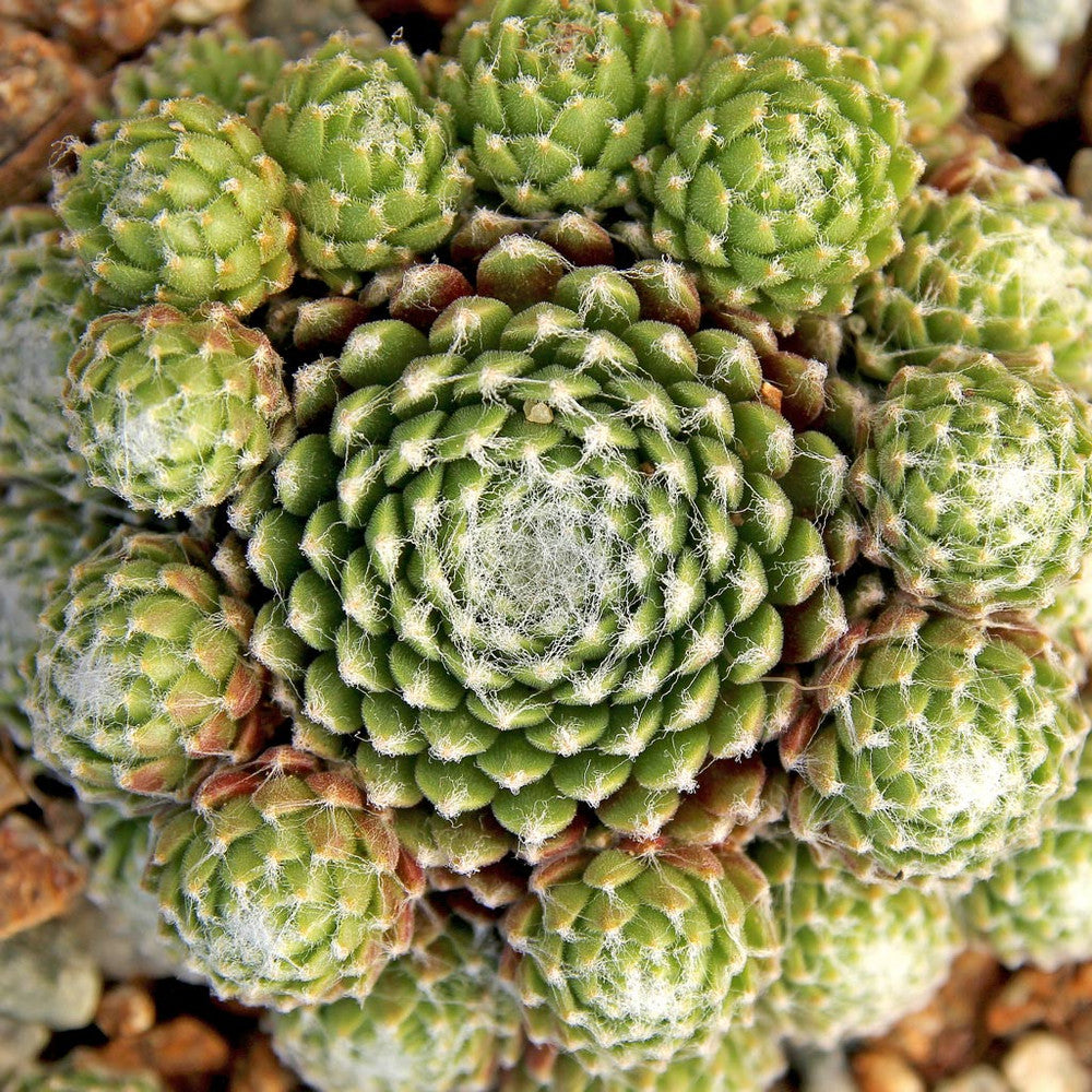 Sempervivum 'Mona Lisa'