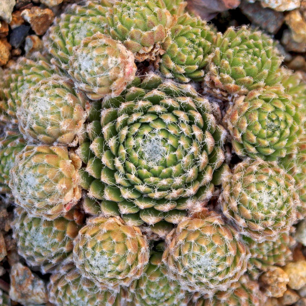 Sempervivum 'Mona Lisa'