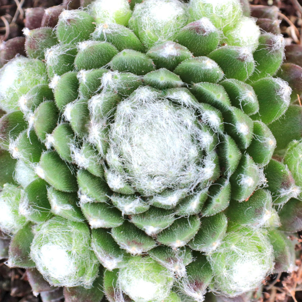 Sempervivum 'Mona Lisa'