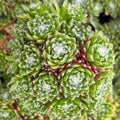 Sempervivum 'Mona Lisa'