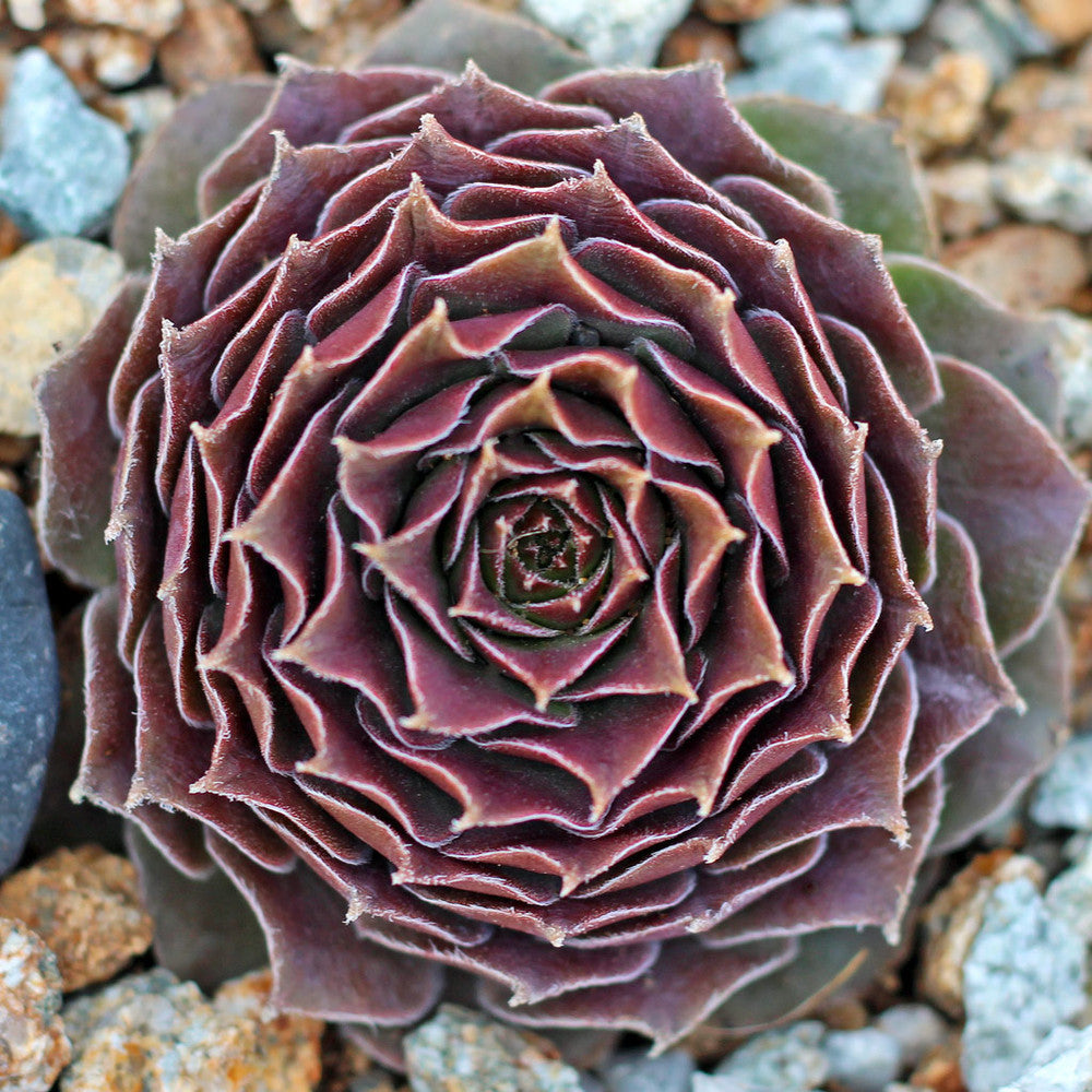 Sempervivum 'Moss Rose'