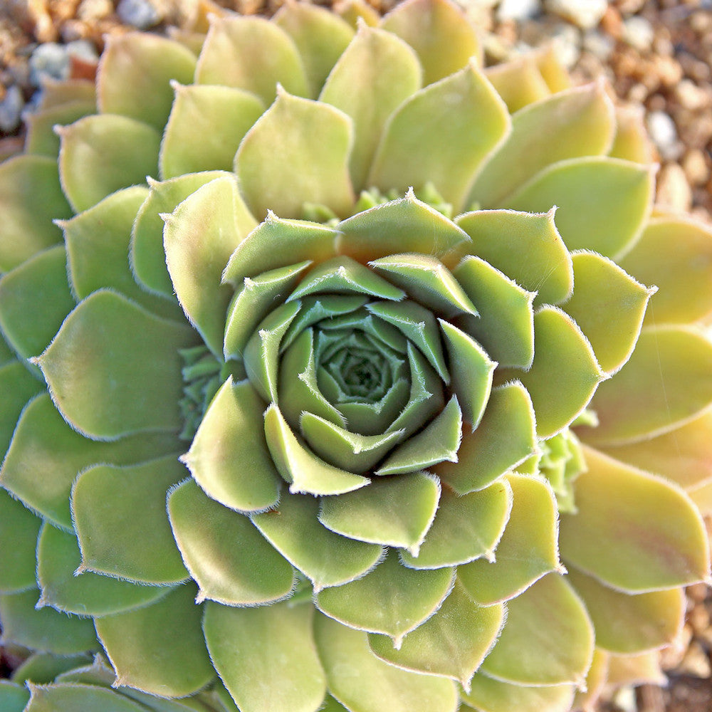 Sempervivum 'Moss Rose'