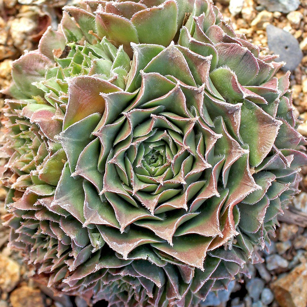 Sempervivum 'Moss Rose'