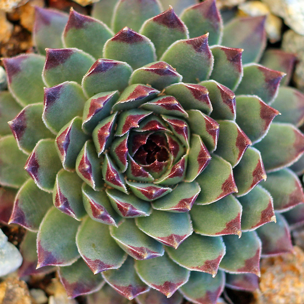 Sempervivum calcareum 'Mrs. Giuseppi'