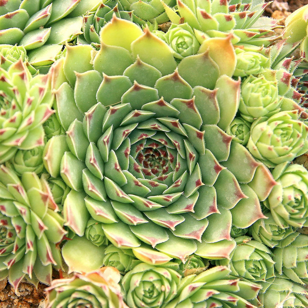 Sempervivum calcareum 'Mrs. Giuseppi'