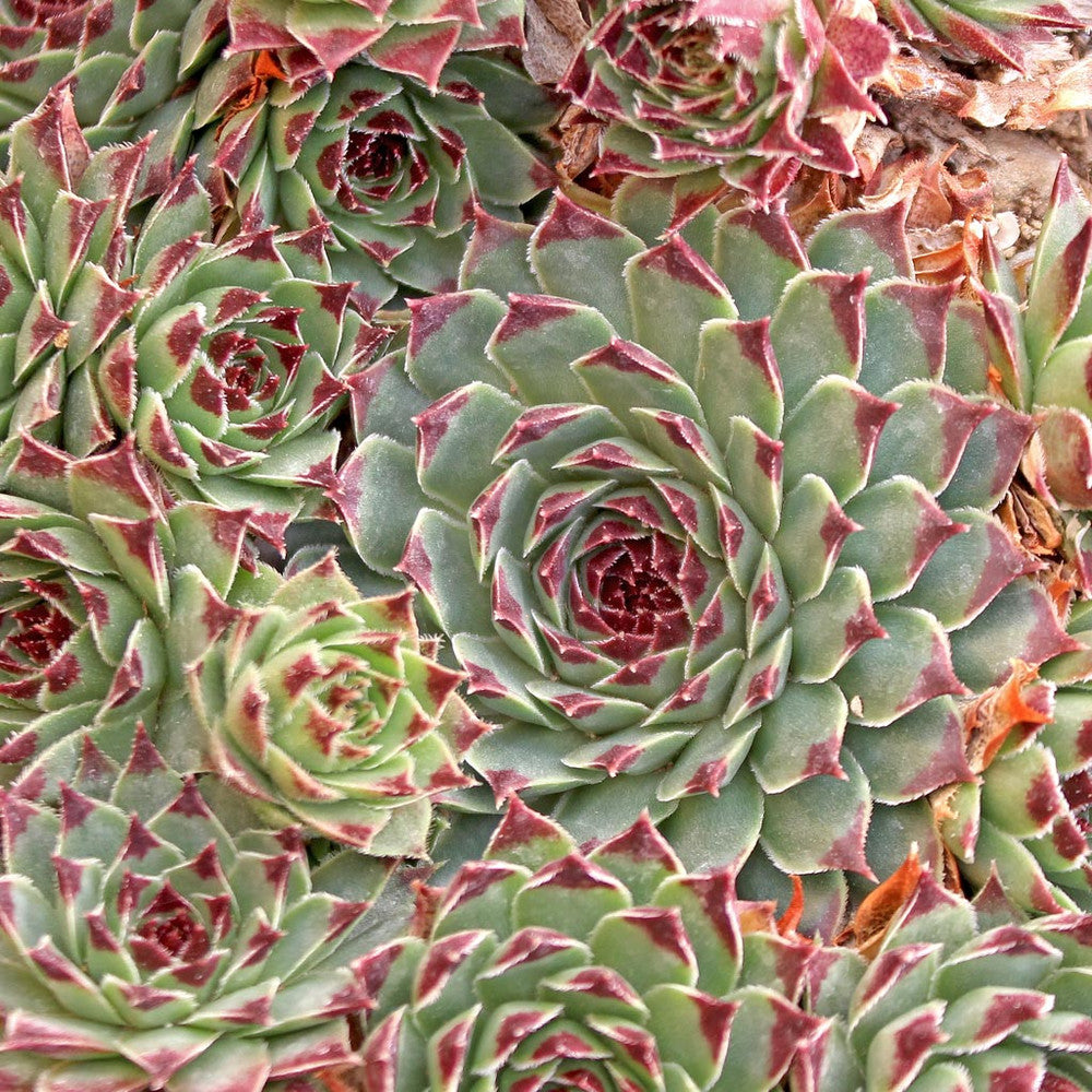 Sempervivum calcareum 'Mrs. Giuseppi'