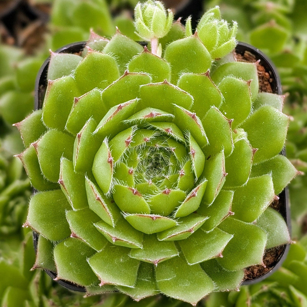 Sempervivum 'Oscularis'