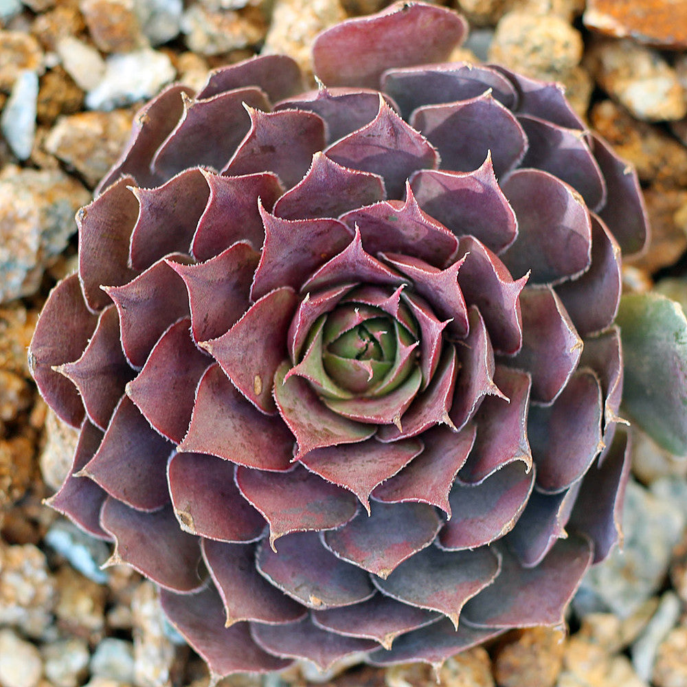 Sempervivum 'Pacific Blue Ice'