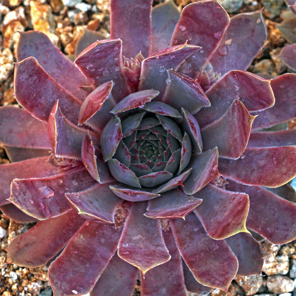 Sempervivum 'Pacific Blue Ice'