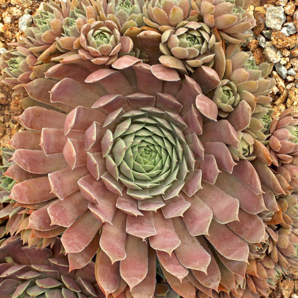 Sempervivum 'Pacific Blue Ice'