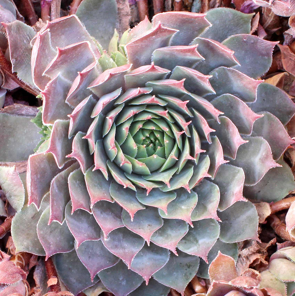 Sempervivum 'Pacific Blue Ice'