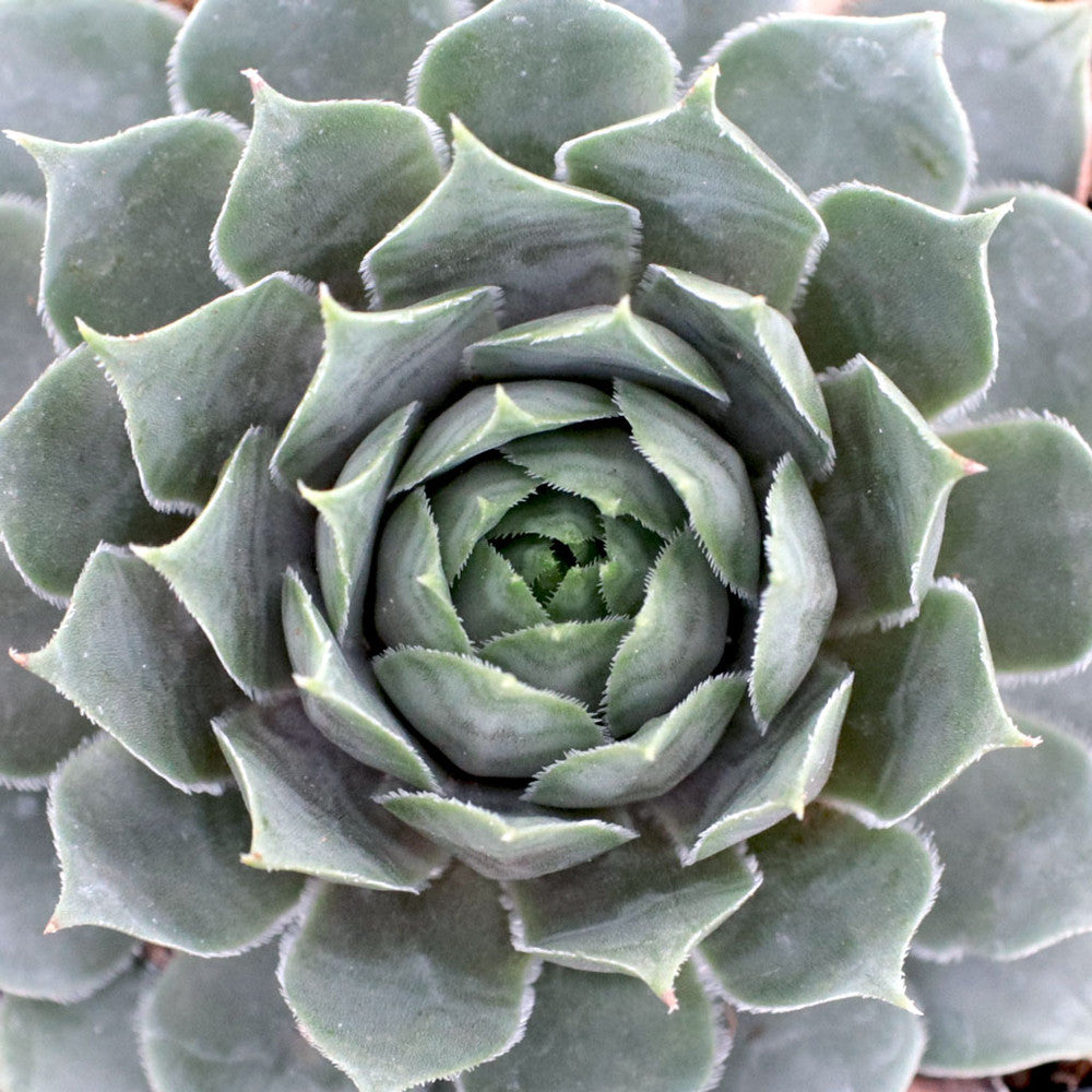 Sempervivum 'Pacific Blue Ice'