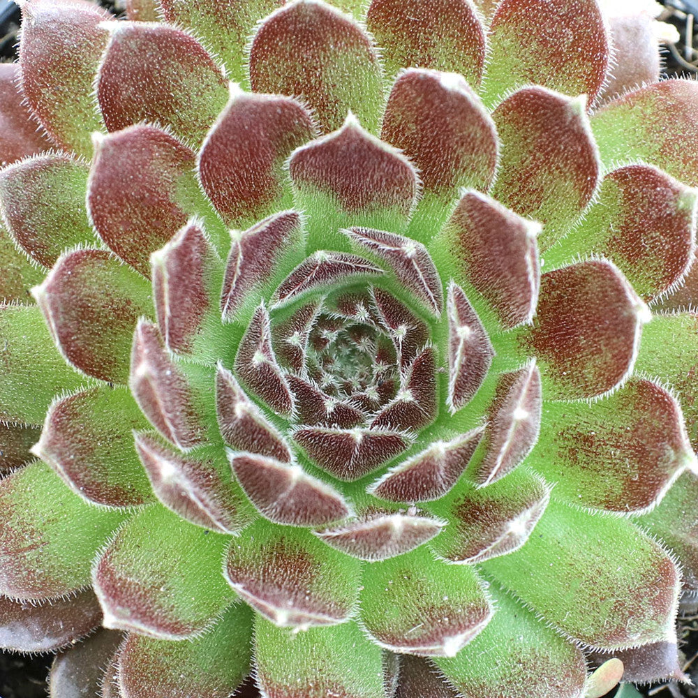 Sempervivum 'Pacific Trails'
