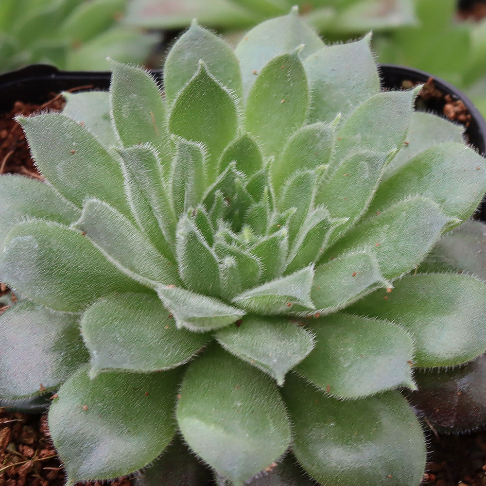 Sempervivum 'Pacific Trails'