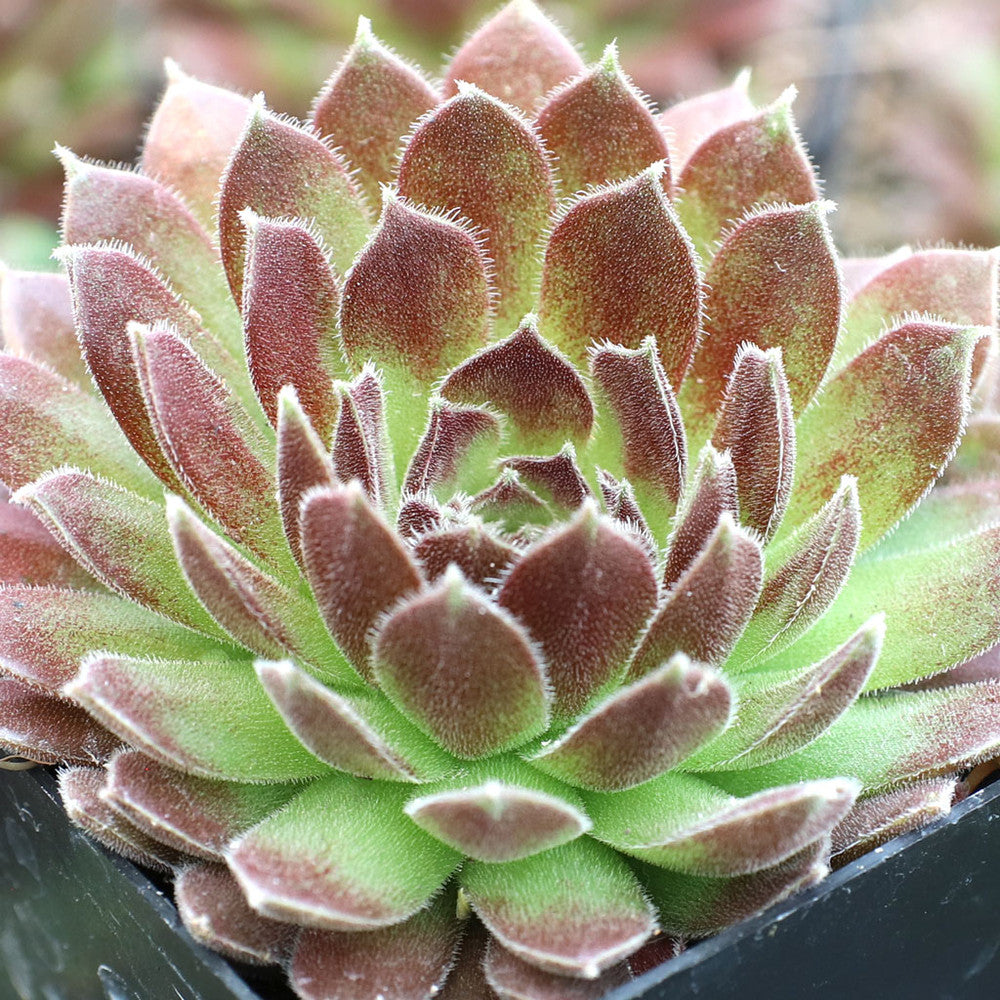 Sempervivum 'Pacific Trails'