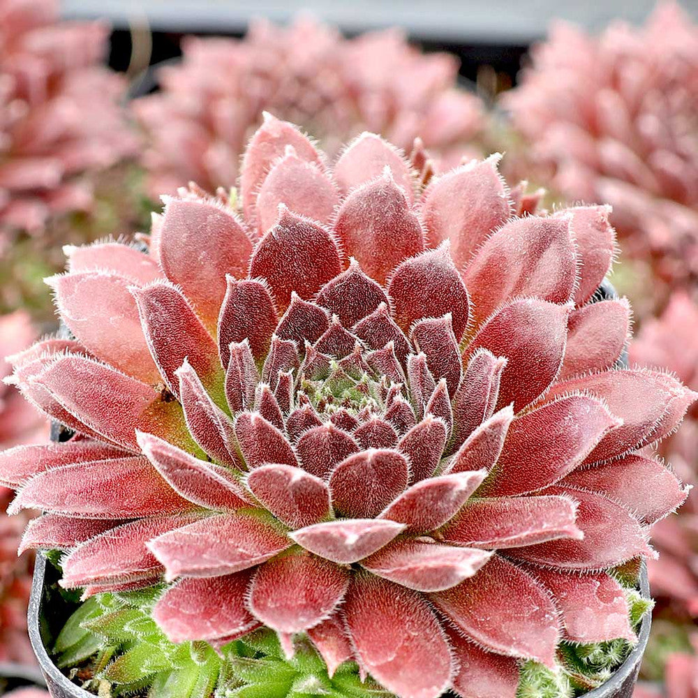 Sempervivum 'Pacific Trails'