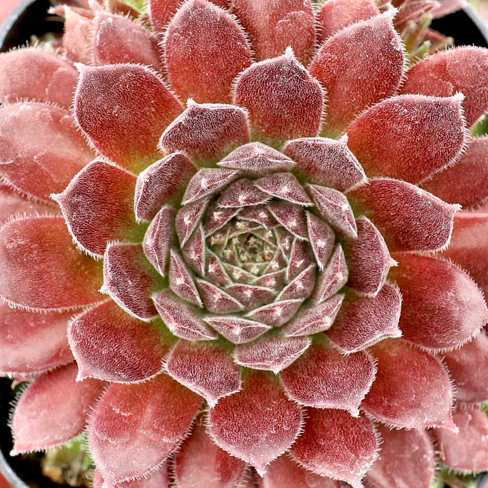 Sempervivum 'Pacific Trails'