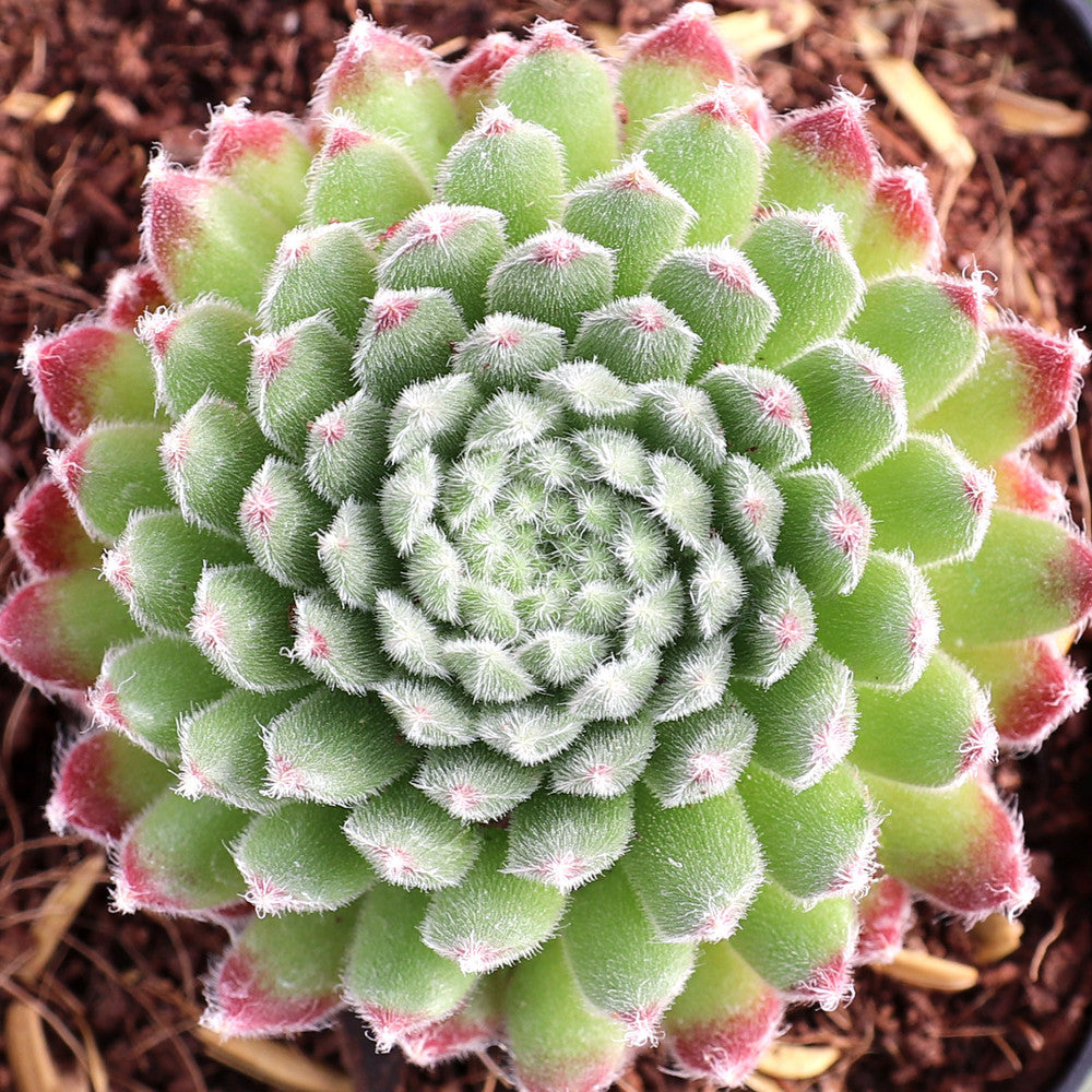 Sempervivum 'Prilly's' [exclusive]