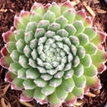 Sempervivum 'Prilly's' [exclusive]