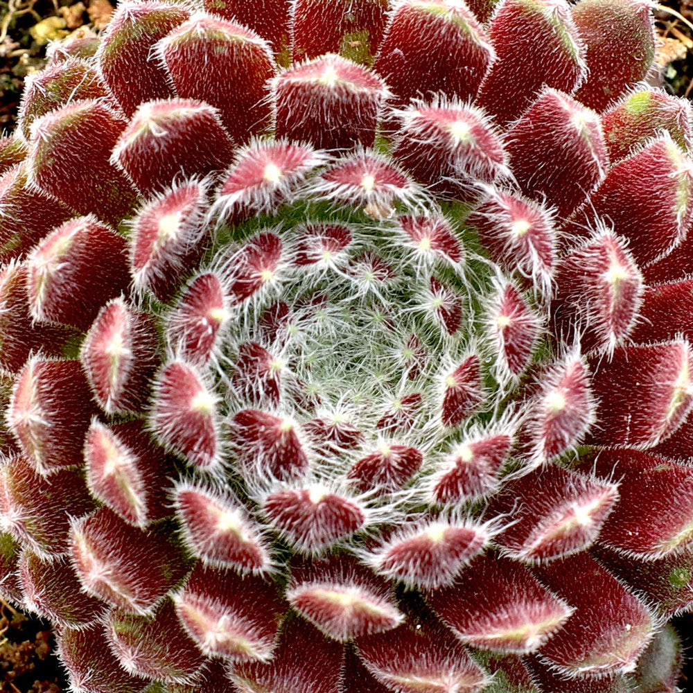 Sempervivum 'Prilly's' [exclusive]