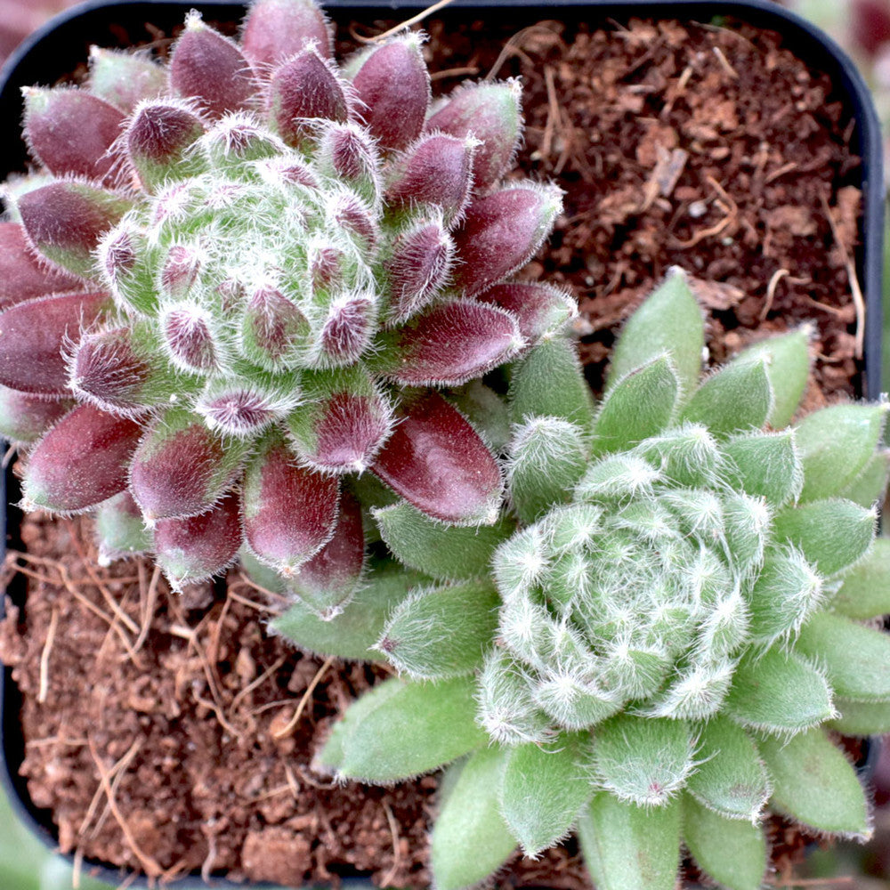 Sempervivum 'Prilly's' [exclusive]