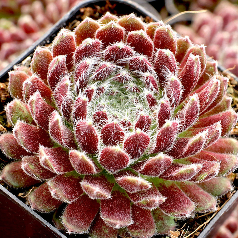 Sempervivum 'Prilly's' [exclusive]