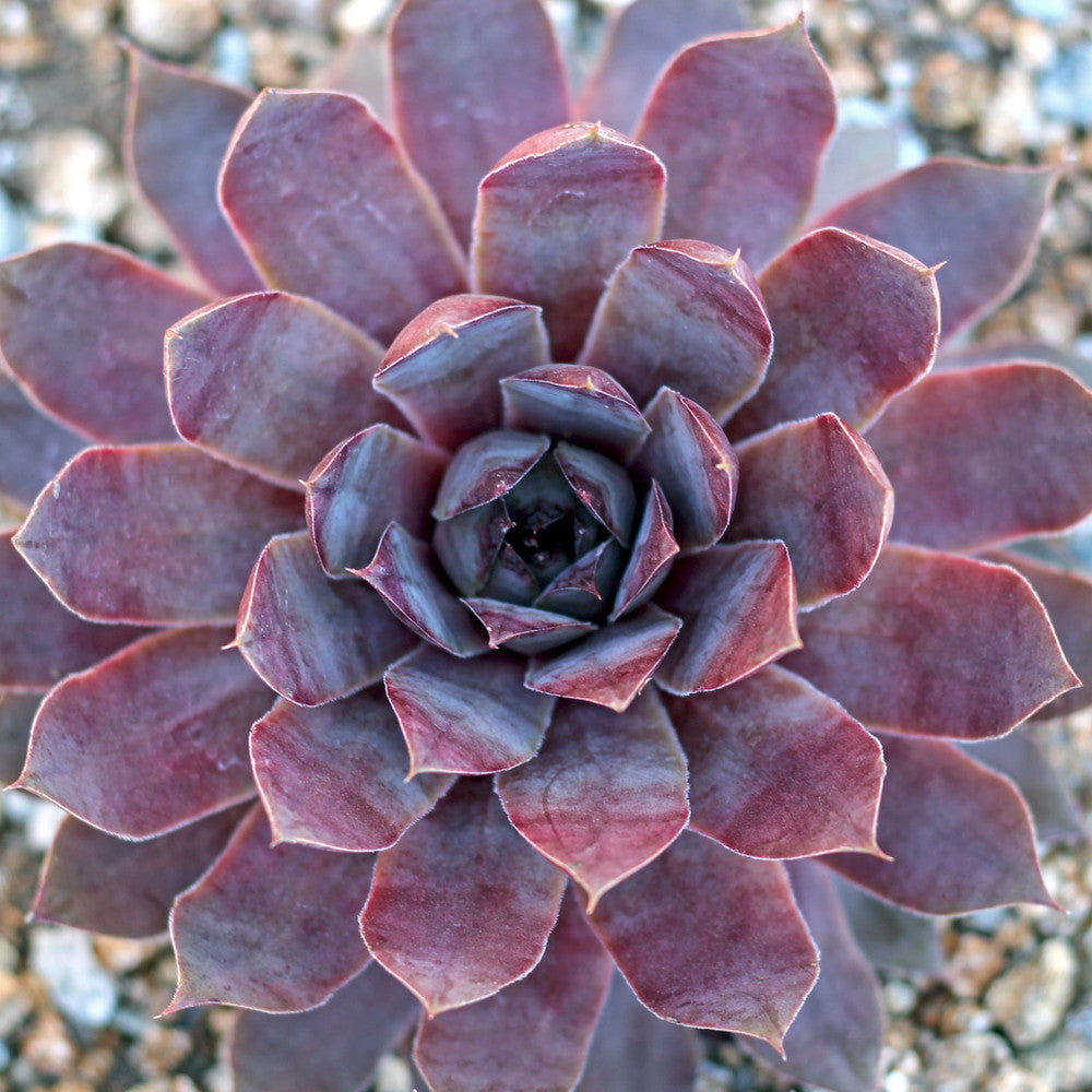 Sempervivum 'Purple Passion'