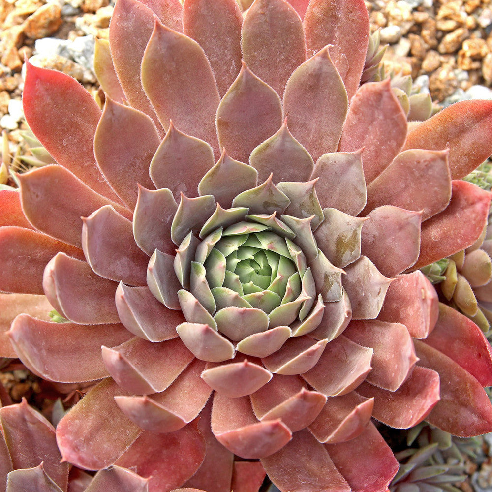 Sempervivum 'Purple Passion'