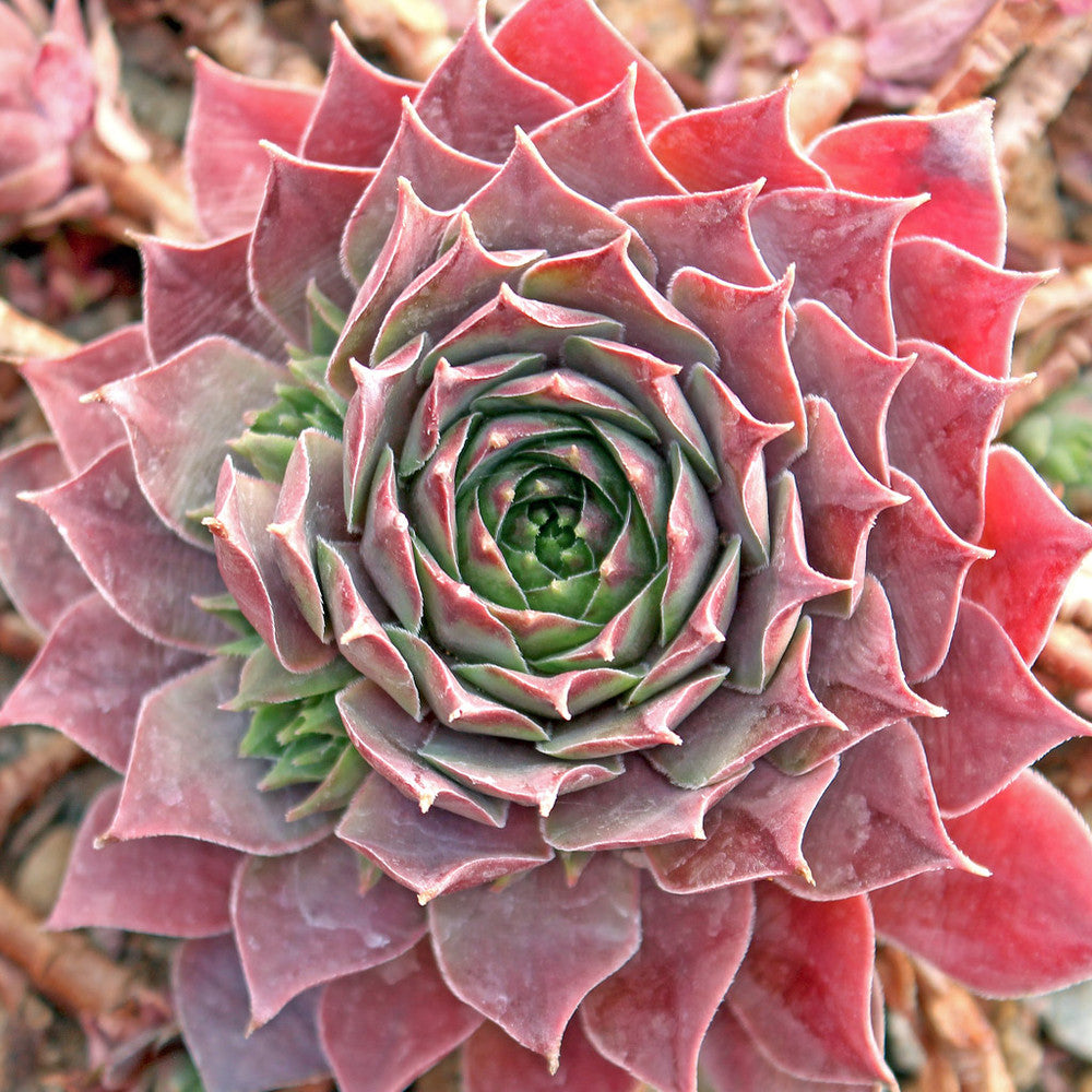 Sempervivum 'Purple Passion'