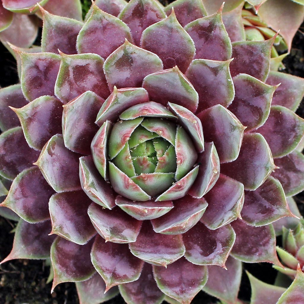 Sempervivum 'Purple Passion'