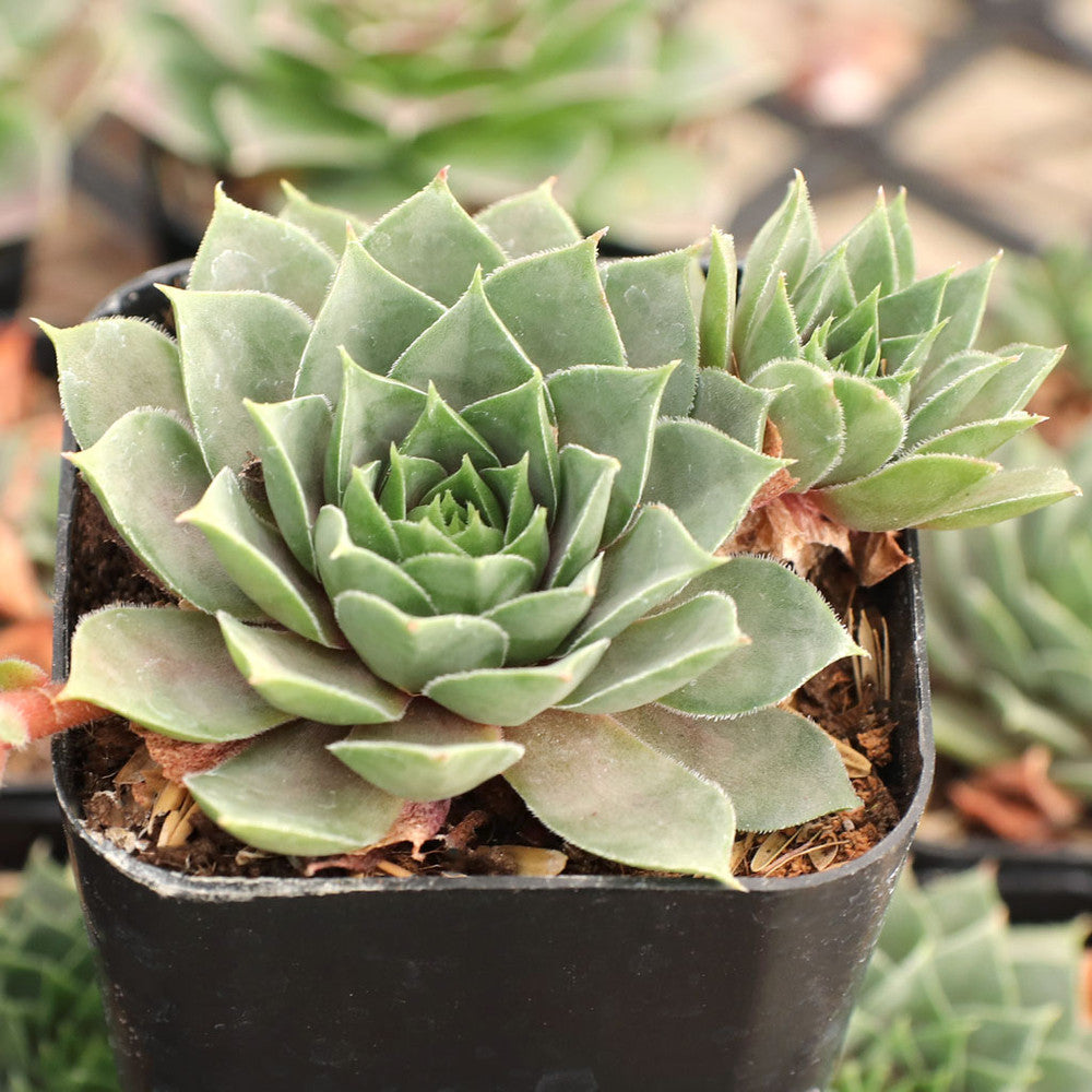 Sempervivum 'Purple Passion'