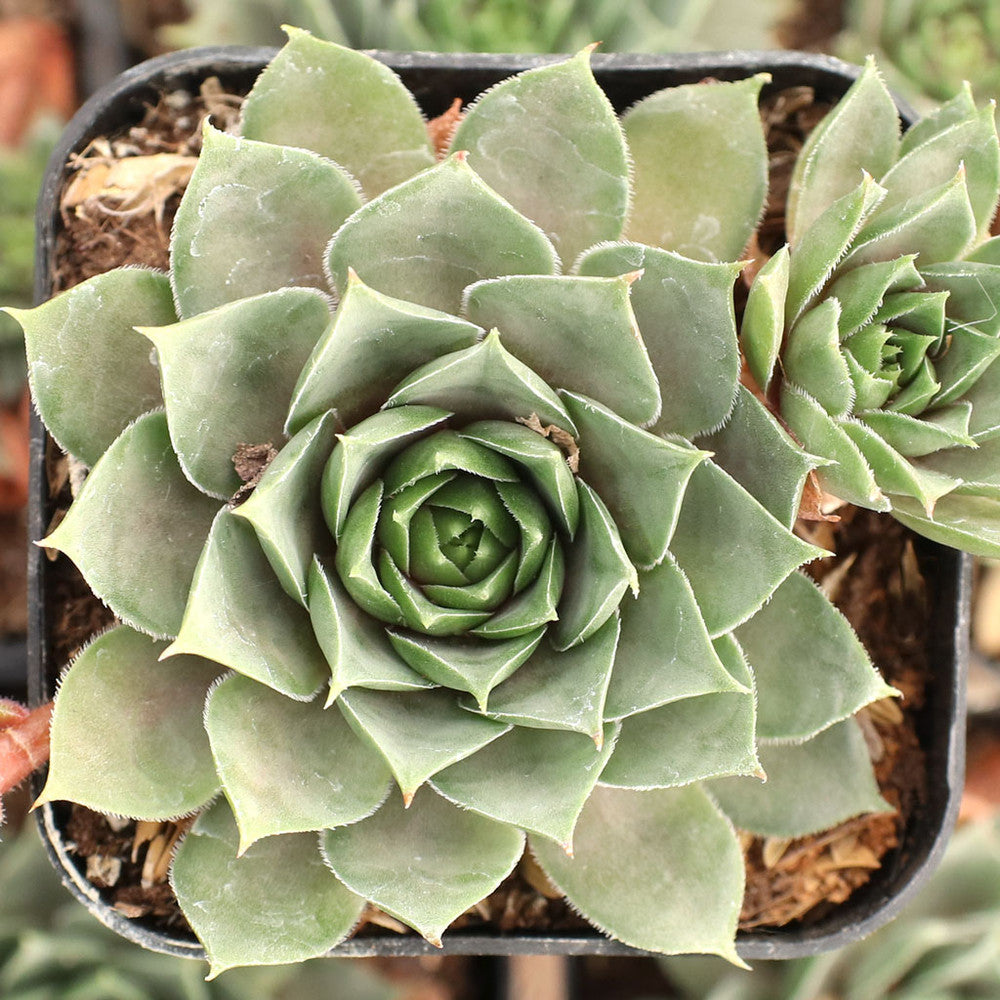 Sempervivum 'Purple Passion'