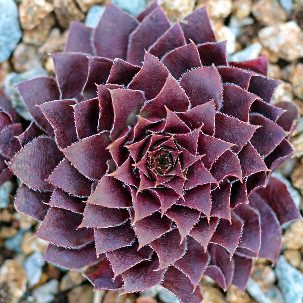 Sempervivum 'Red Rubin'