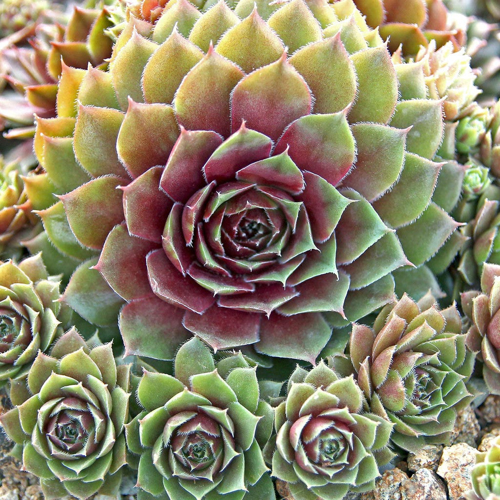 Sempervivum 'Red Rubin'
