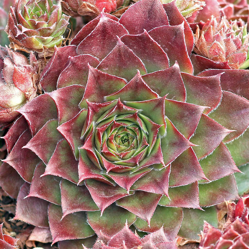 Sempervivum 'Red Rubin'