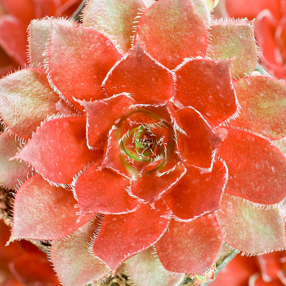 Sempervivum 'Red Rubin'