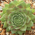 Sempervivum 'Red West'