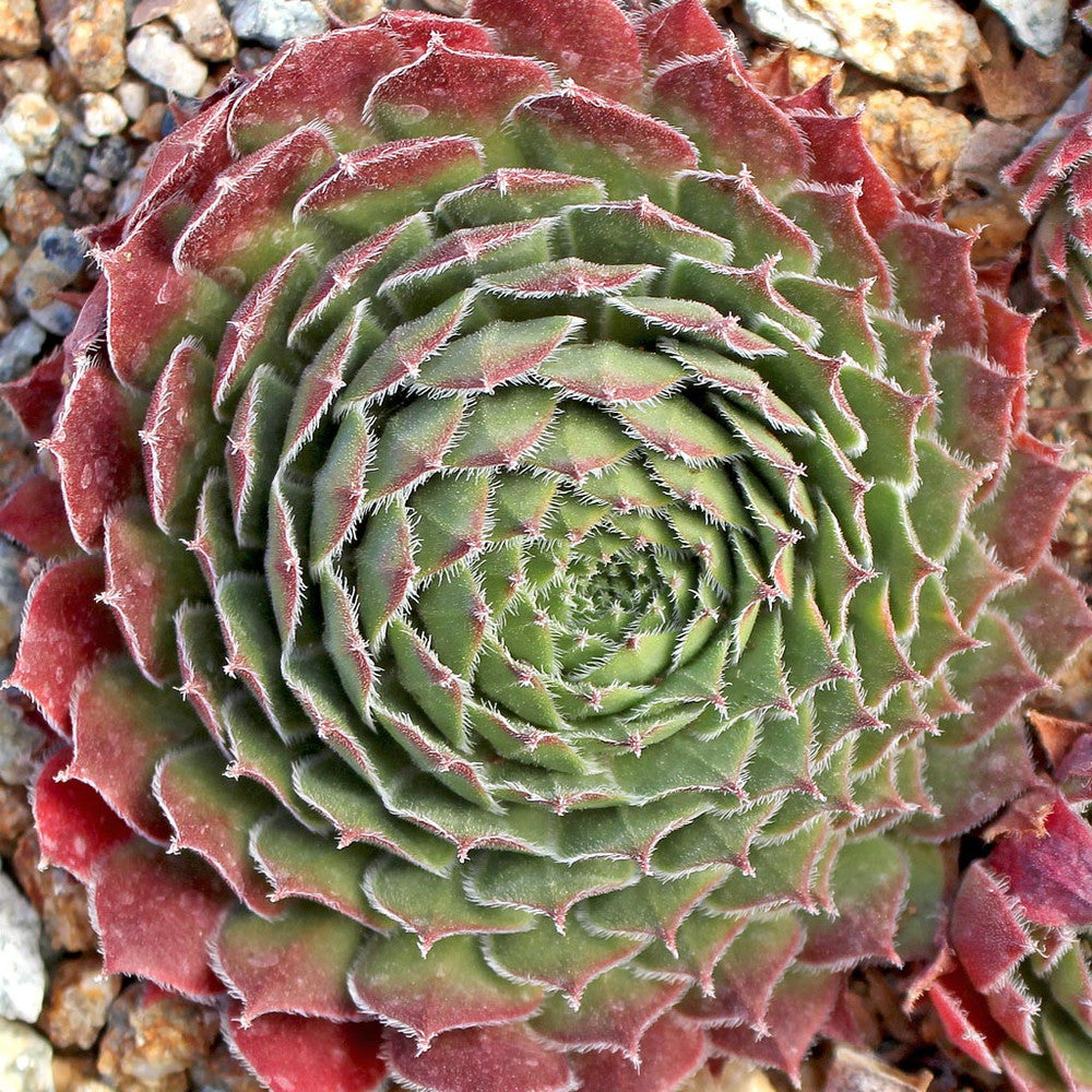 Sempervivum 'Red Wings'