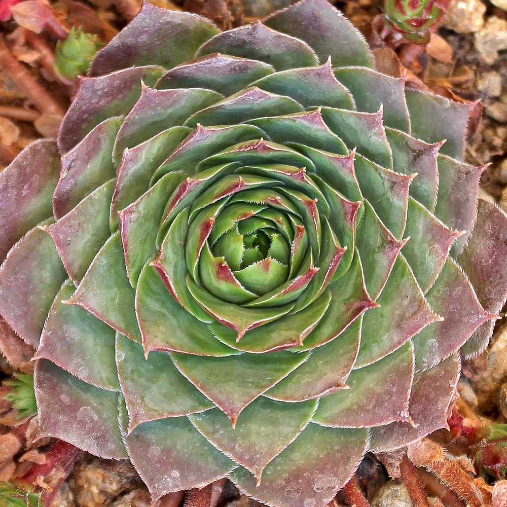 Sempervivum 'Red West'