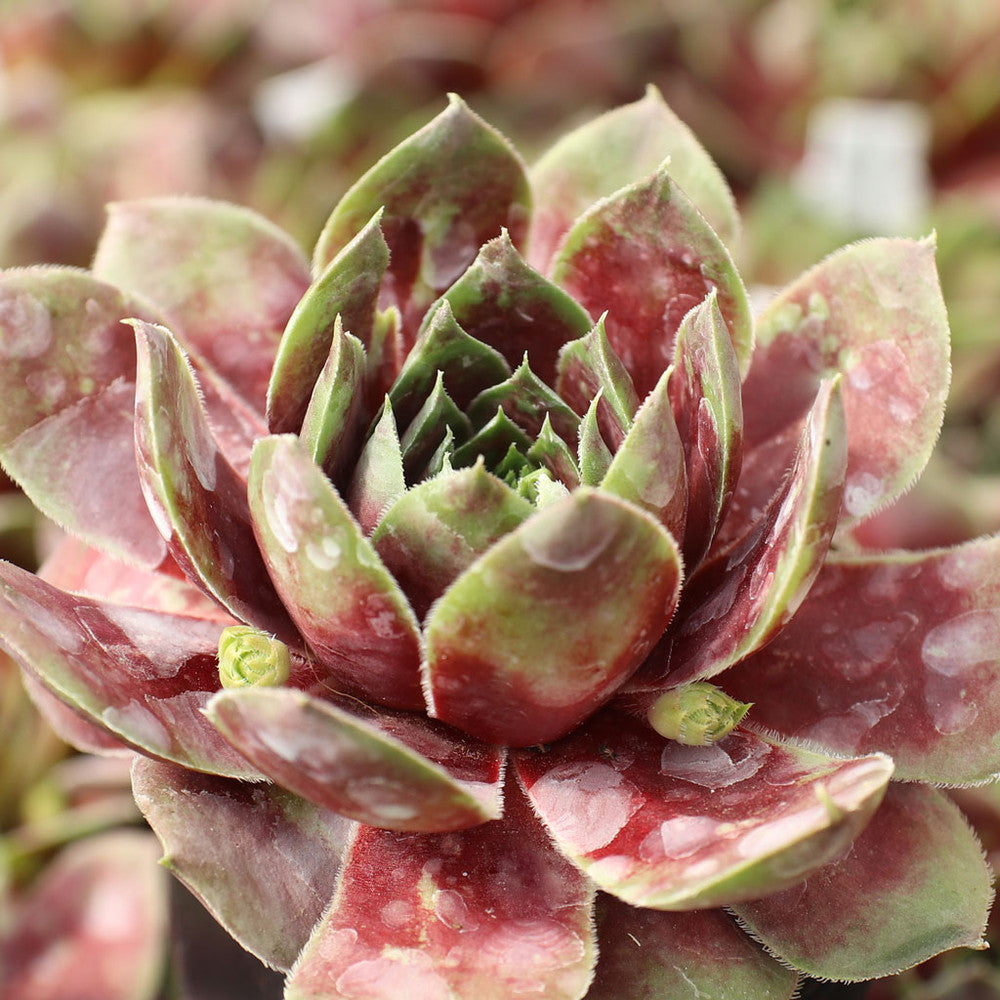 Sempervivum 'Red West'