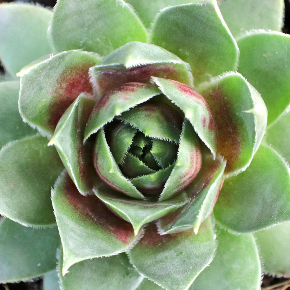 Sempervivum 'Red West'
