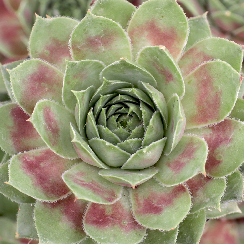 Sempervivum 'Red West'